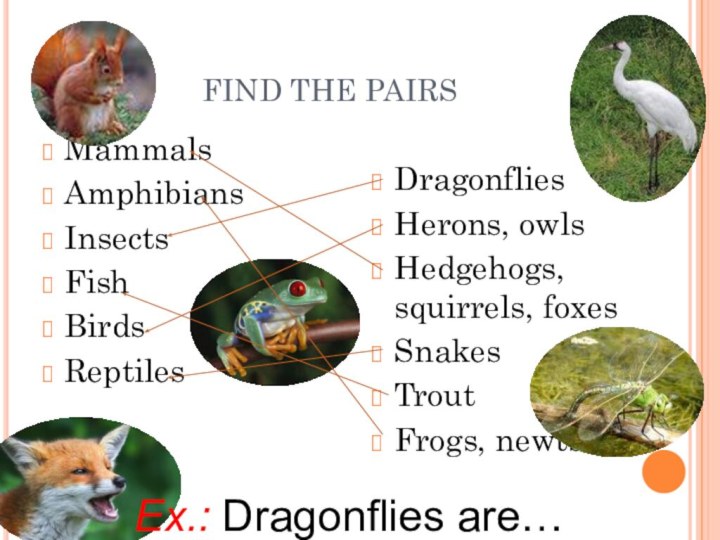 FIND THE PAIRSMammals      Amphibians