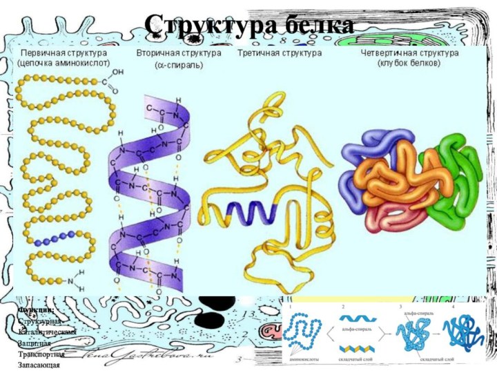 Структура белкаФункции:СтруктурнаяКаталитическамяЗащитнаяТранспортнаяЗапасающаяГормональнаяСократительная