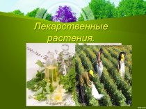 Презентация по окружающему миру Лекарственные растения