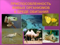 Презентация к уроку биологии Приспособленность живых организмов к среде обитания (10 класс)