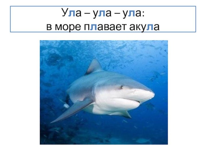 Ула – ула – ула: в море плавает акула