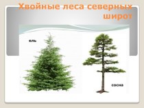 Презентация Хвойные леса северных широт (1 класс)