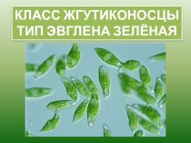 Презентация по биологии Класс Жгутиконосцы. Тип Эвглена зелёная