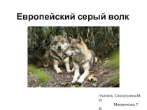 Презентация по внеурочной деятельности на тему: Европейский серый волк (7 класс)