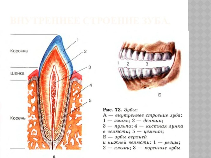 Внутреннее строение зуба.