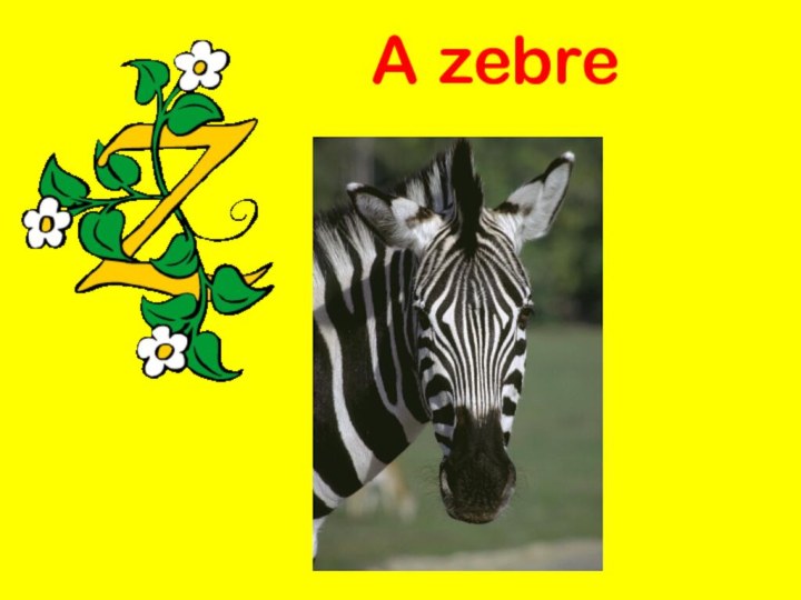 A zebre