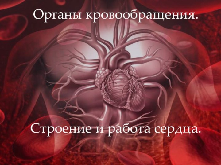 Органы кровообращения. Строение и работа сердца.
