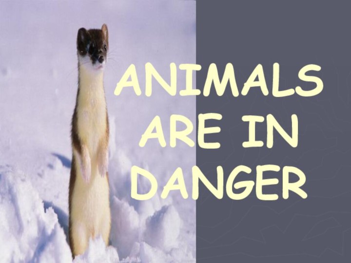 ANIMALS ARE IN DANGER