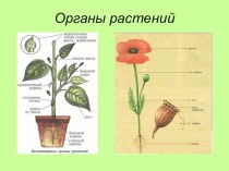 Презентация по окружающему миру на тему Растения