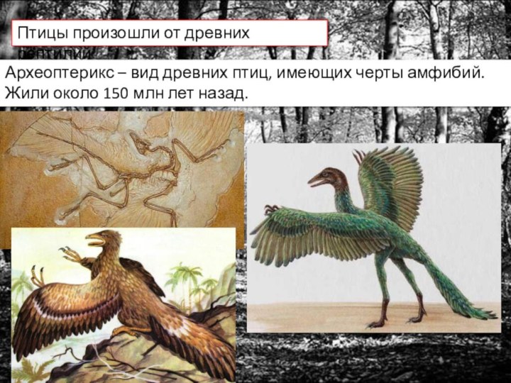 Птицы произошли от древних рептилийАрхеоптерикс – вид древних птиц, имеющих черты амфибий.