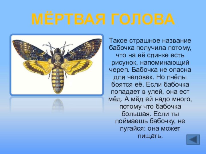 МЁРТВАЯ ГОЛОВАТакое страшное название бабочка получила потому, что на её спинке есть