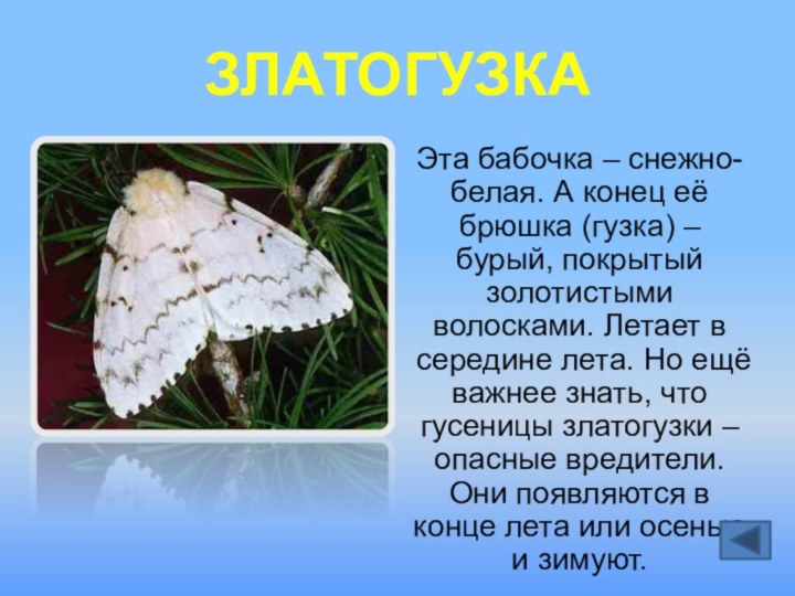 ЗЛАТОГУЗКАЭта бабочка – снежно-белая. А конец её брюшка (гузка) – бурый, покрытый