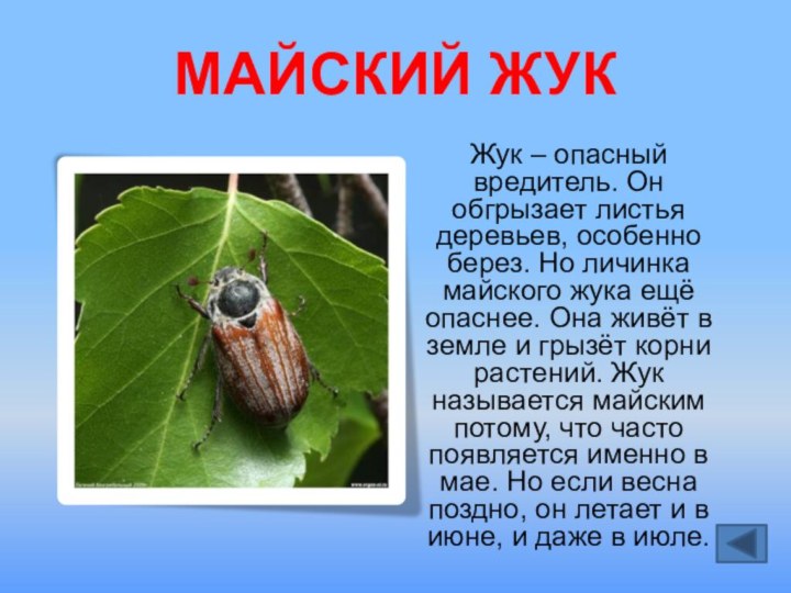 МАЙСКИЙ ЖУКЖук – опасный вредитель. Он обгрызает листья деревьев, особенно берез. Но
