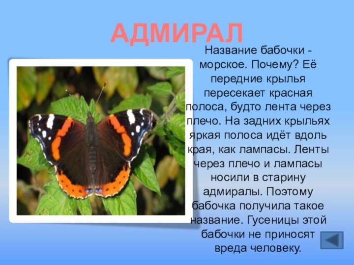 АДМИРАЛНазвание бабочки - морское. Почему? Её передние крылья пересекает красная полоса, будто