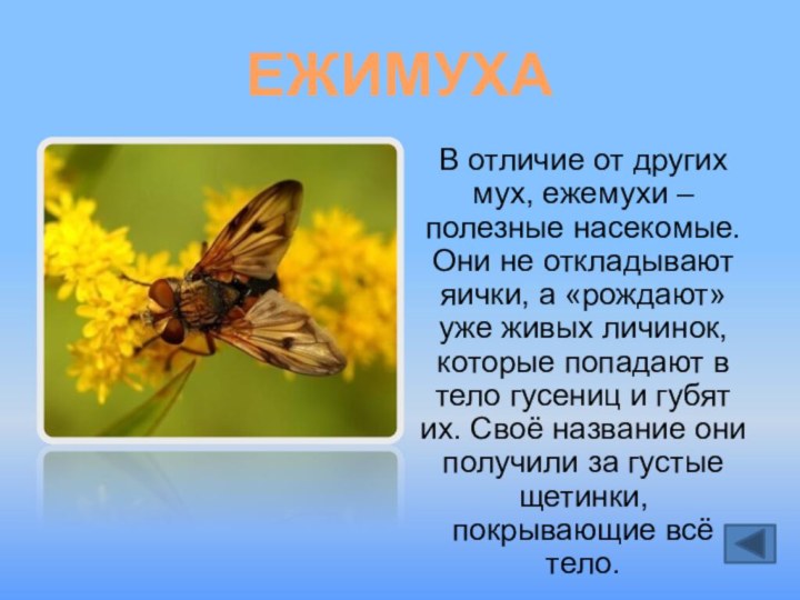 ЕЖИМУХАВ отличие от других мух, ежемухи – полезные насекомые. Они не откладывают