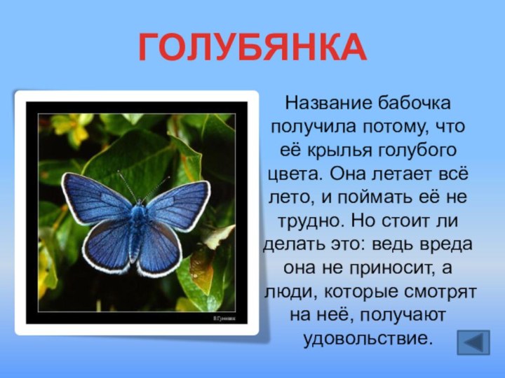 ГОЛУБЯНКАНазвание бабочка получила потому, что её крылья голубого цвета. Она летает всё