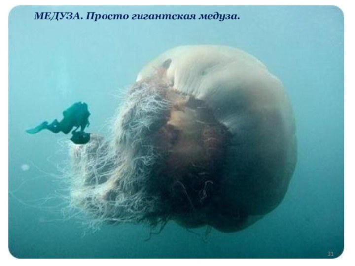 МЕДУЗА. Просто гигантская медуза.