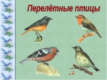 Презентация по экологии Перелетные птицы.