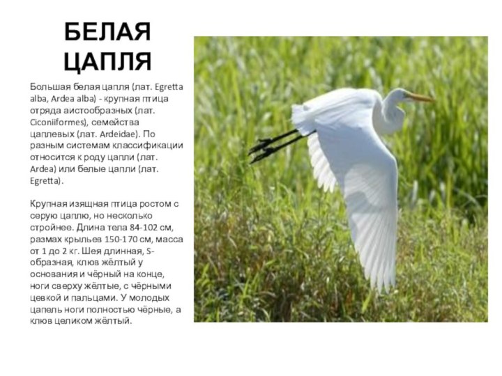 БЕЛАЯ ЦАПЛЯБольшая белая цапля (лат. Egretta alba, Ardea alba) - крупная птица
