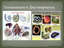 Презентация по биологии:Разнообразие Моллюсков
