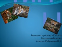 Презентация по биологии на тему Тигры