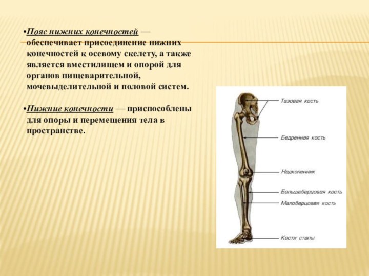 Пояс нижних конечностей — обеспечивает присоединение нижних конечностей к осевому скелету, а также