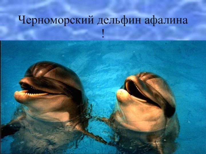 Черноморский дельфин афалина !