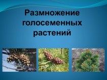 Презентация по биологии на тему:Размножение голосеменных растений