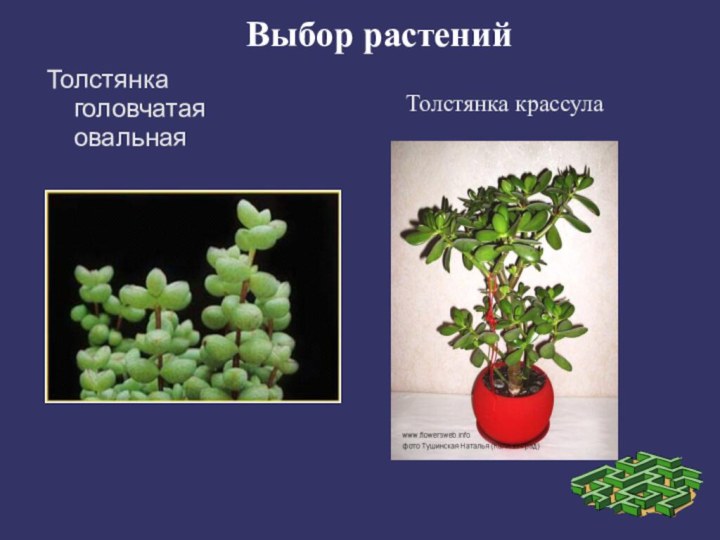 Выбор растенийТолстянка головчатая овальнаяТолстянка крассула