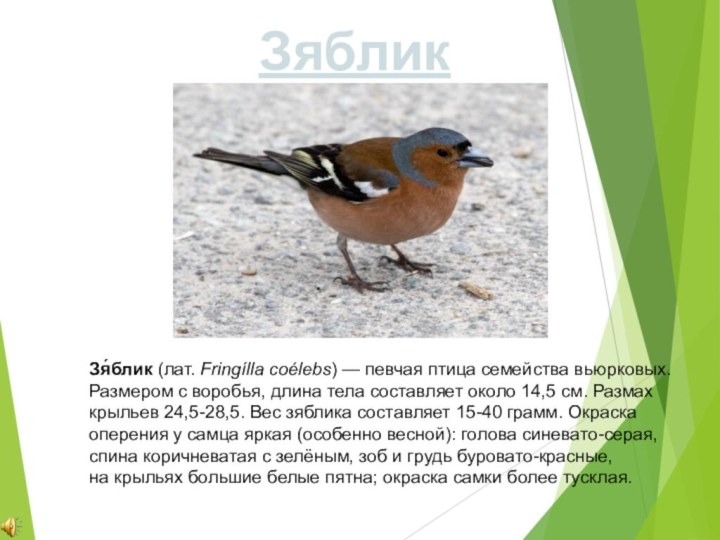 Зя́блик (лат. Fringílla coélebs) — певчая птица семейства вьюрковых.Размером с воробья, длина тела составляет около 14,5 см. Размах