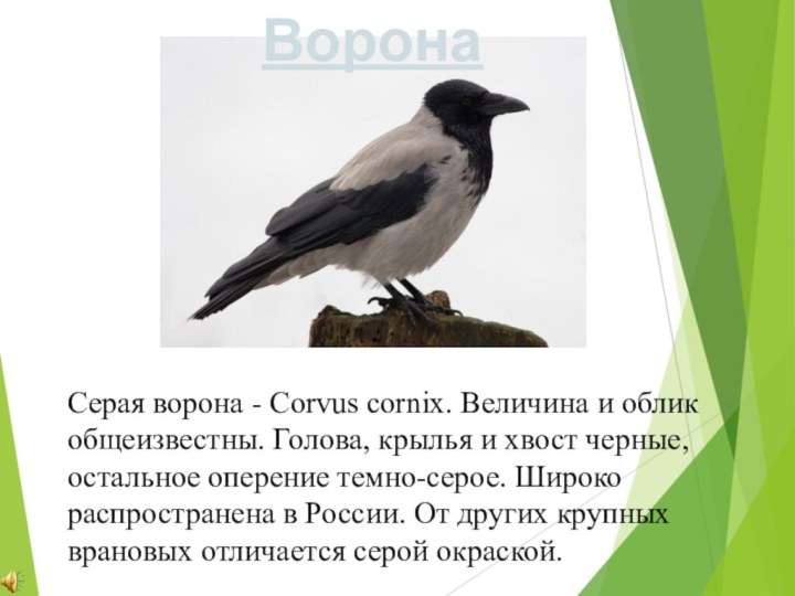 Серая ворона - Corvus cornix. Величина и облик общеизвестны. Голова, крылья