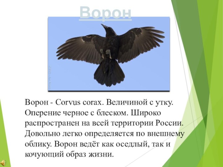 Ворон - Corvus corax. Величиной с утку. Оперение черное с