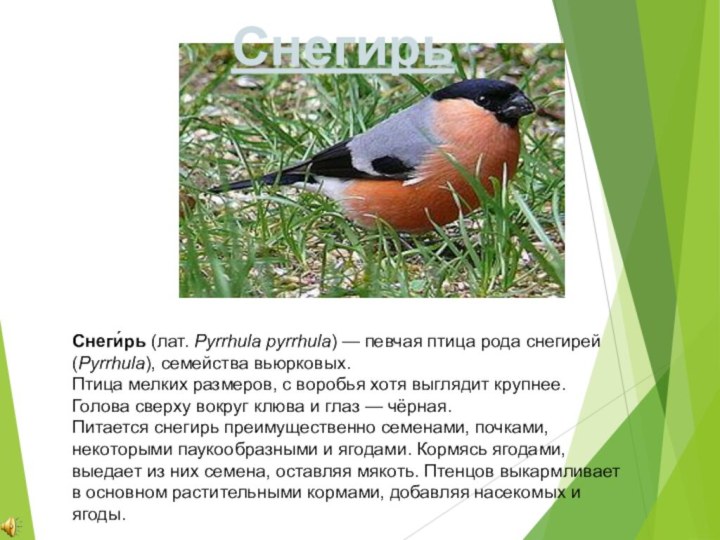 Снеги́рь (лат. Pyrrhula pyrrhula) — певчая птица рода снегирей (Pyrrhula), семейства вьюрковых.Птица мелких