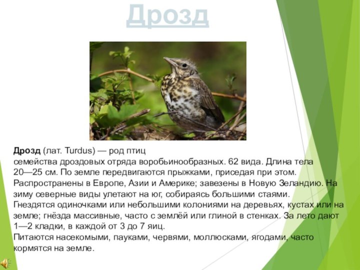 Дрозд (лат. Turdus) — род птиц семейства дроздовых отряда воробьинообразных. 62 вида. Длина тела 20—25 см. По земле
