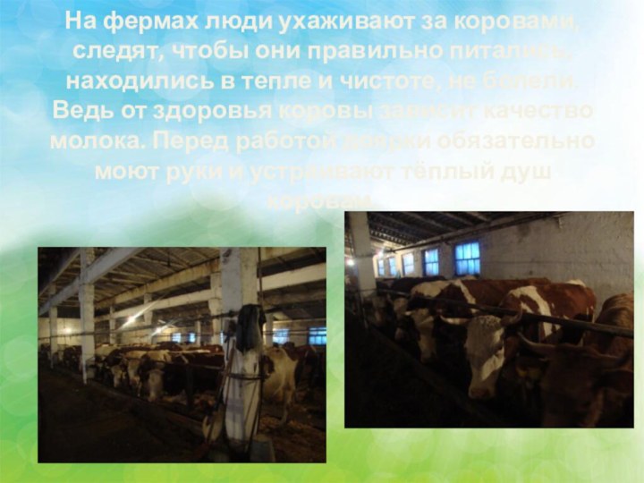 На фермах люди ухаживают за коровами, следят, чтобы они правильно питались, находились