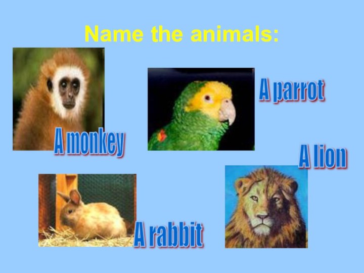 Name the animals:A monkey A parrot A rabbit A lion