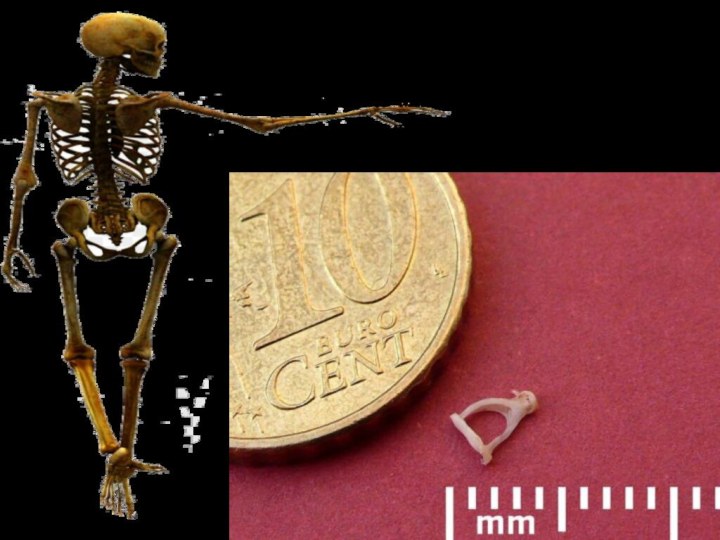 Самая маленькая и самая легкая кость человеческого скелета находится в среднем