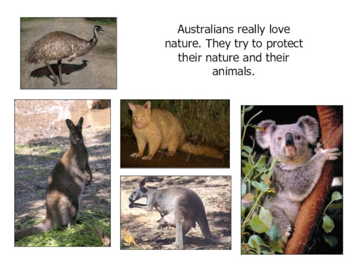 Australians really love nature. They try to protect their nature and their animals.