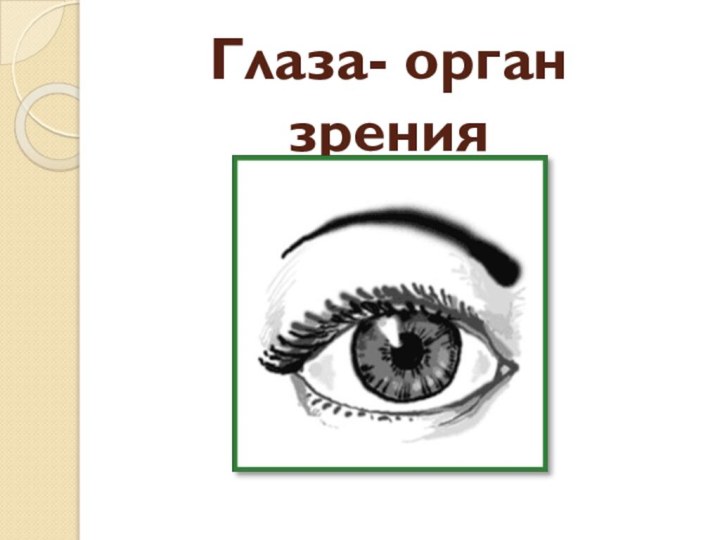 Глаза- орган зрения