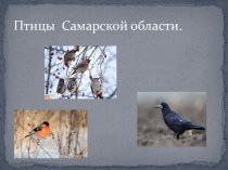 Презентация к занятию в подготовительной группы Птицы Самарской области