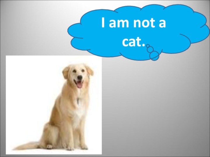 I am not a cat.