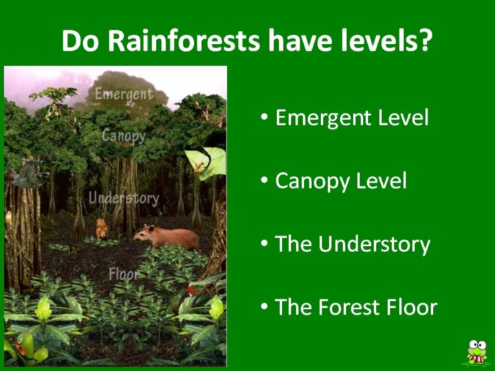 Do Rainforests have levels?Emergent LevelCanopy LevelThe UnderstoryThe Forest Floor