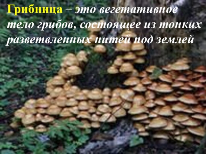Грибница – это вегетативное тело грибов, состоящее
