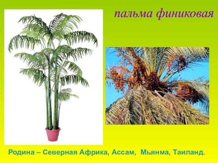 пальма финиковая Родина – Северная Африка, Ассам, Мьянма, Таиланд.