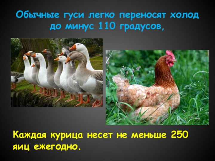 Обычные гуси легко переносят холод до минус 110 градусов, Каждая курица несет
