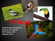 Презентация к уроку по биологии Птицы