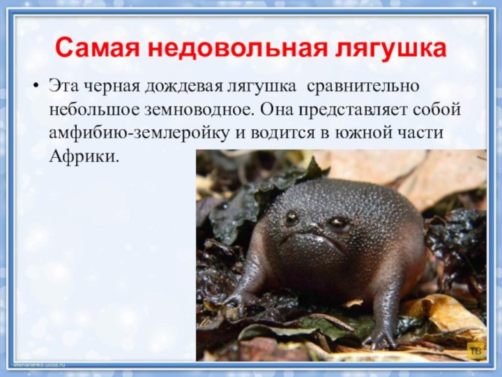 Самая недовольная лягушка Эта черная дождевая лягушка сравнительно небольшое земноводное. Она