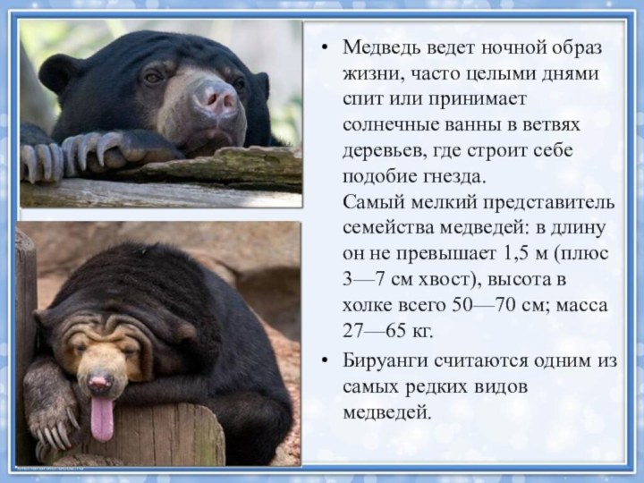 Медведь ведет ночной образ жизни, часто целыми днями спит или принимает солнечные
