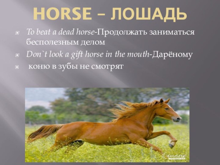 HORSE – ЛОШАДЬ To beat a dead horse-Продолжать заниматься бесполезным деломDon`t
