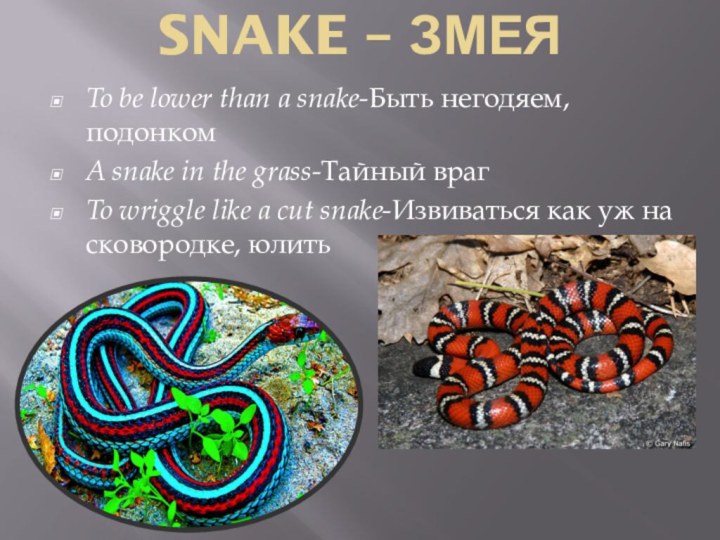 SNAKE – ЗМЕЯ To be lower than a snake-Быть негодяем, подонкомA snake